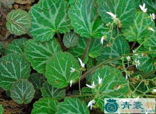 中药材红花耳草图片