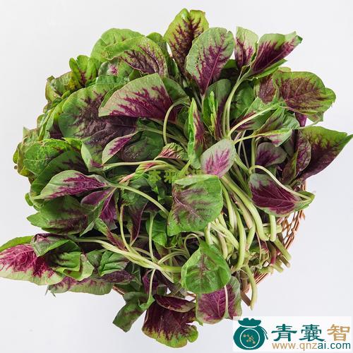 中药材红苋菜图片