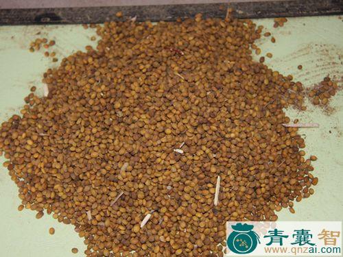 红苦豆子的性味归经以及功效用法-青囊智