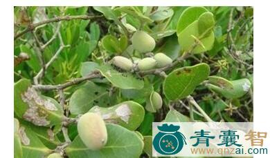 中药材红茄苳图片