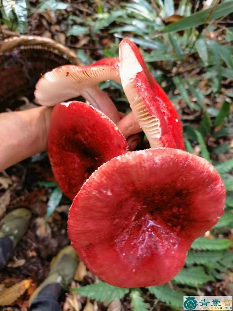 中药材红菌子图片