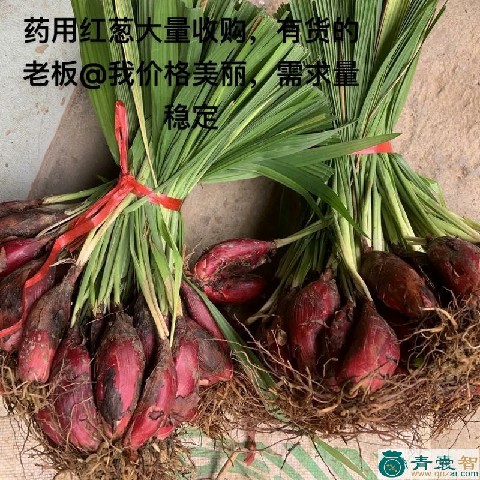 中药材红葱图片