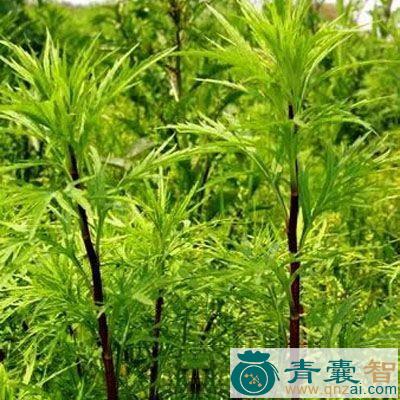 中药材红蒿枝图片