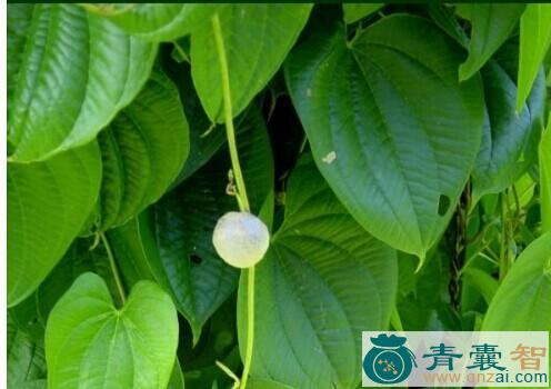 中药材红蓝子图片