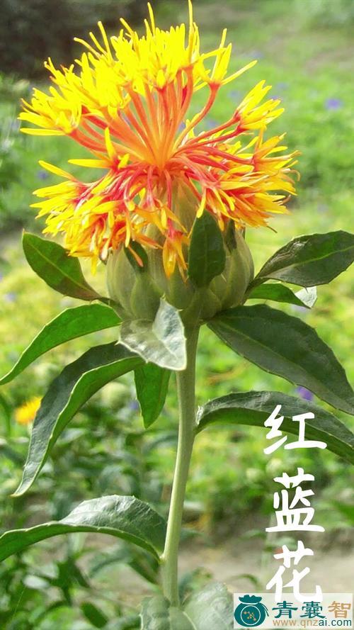 中药材红蓝花图片