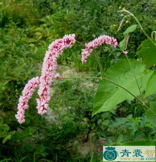 中药材红蓼图片