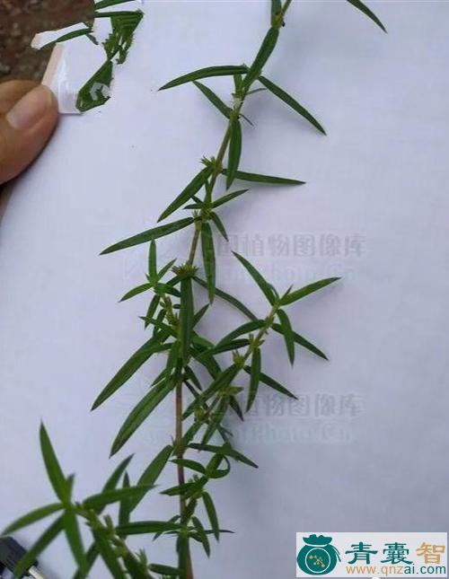 中药材红虾壳草图片