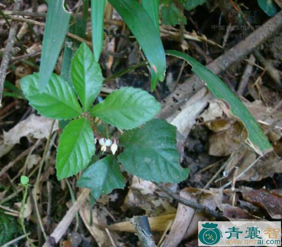 中药材红蜻蜒叶图片