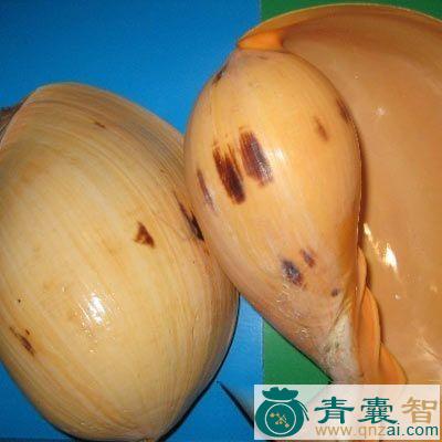 中药材红螺塔图片
