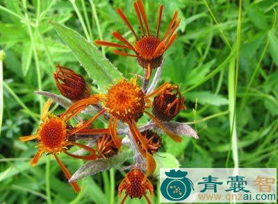中药材红轮千里光图片