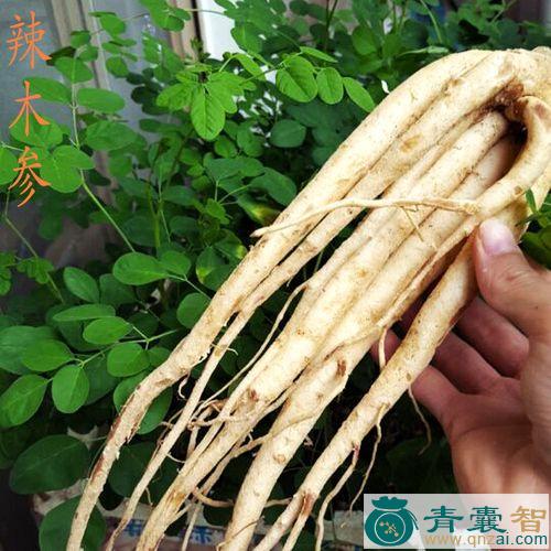 中药材红辣树根图片