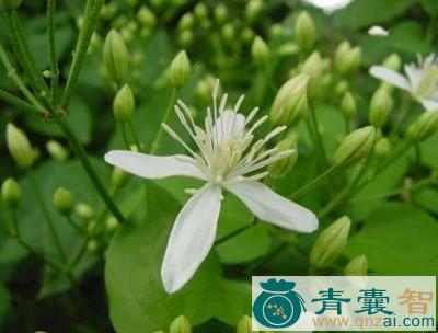 中药材红钉耙藤图片