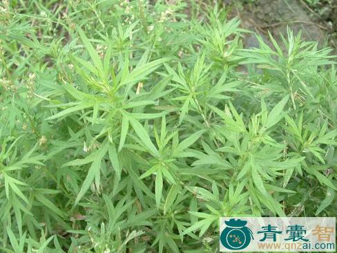 中药材红陈艾图片