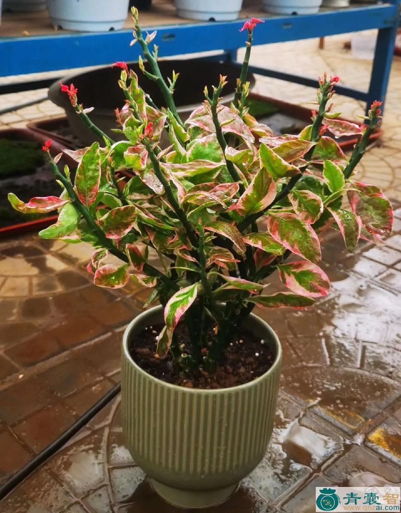 红雀珊瑚的性味归经以及功效用法-青囊智