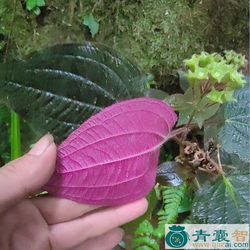 红面将军的性味归经以及功效用法-青囊智