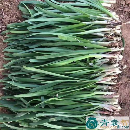 中药材红韭菜图片
