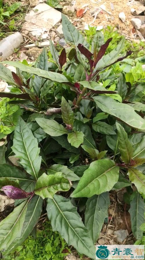中药材红风菜图片
