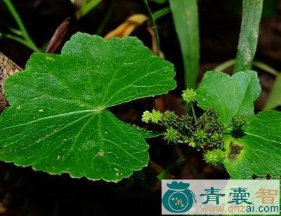 红马蹄草的性状性味归经以及功效用法和注意事项-青囊智