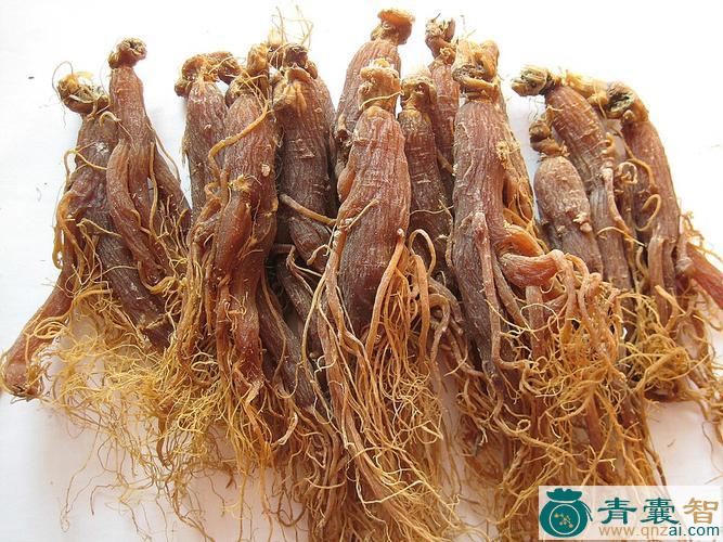 中药材红骨参图片