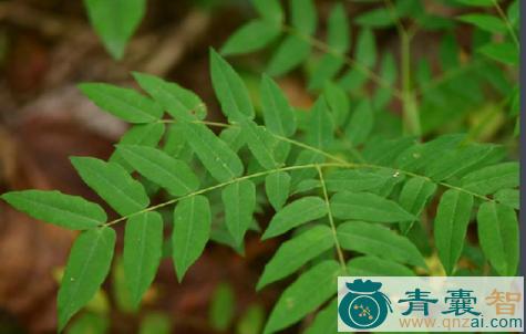 中药材红骨草图片