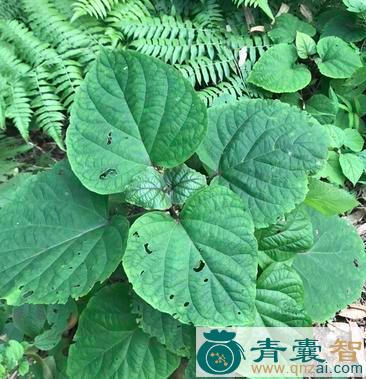 中药材红骨顶图片