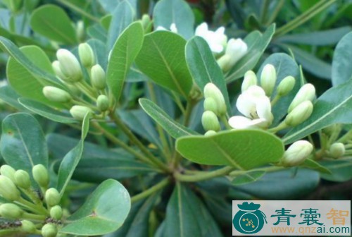 中药材红鸡刺藤吊灯笼图片