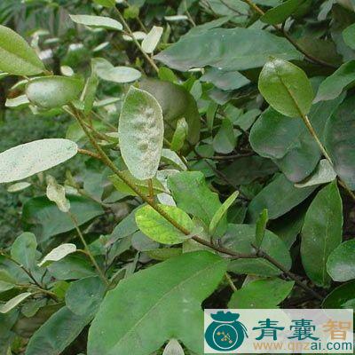 中药材红鸡踢香图片