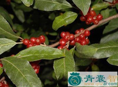 红鸡踢香根的性味归经以及功效用法-青囊智