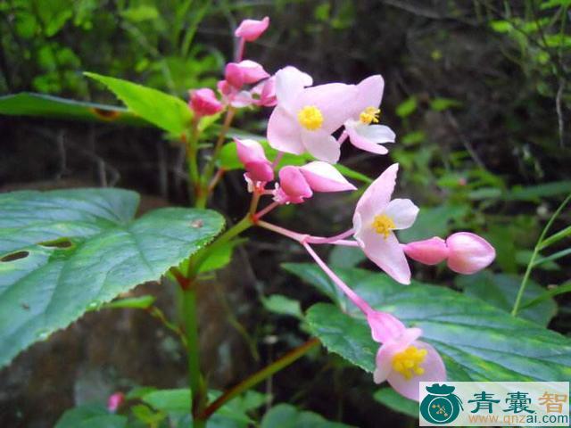 红黑二丸的性味归经以及功效用法-青囊智