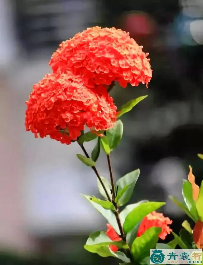 红龙船花-青囊智