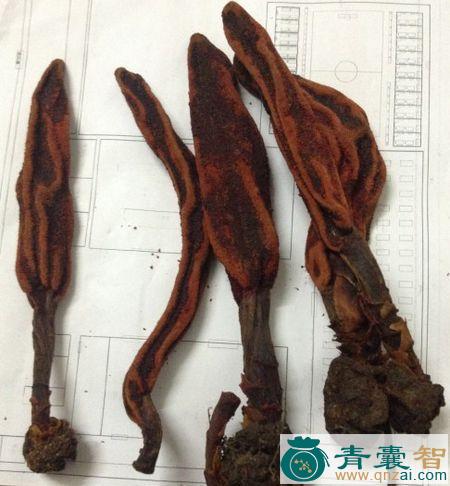 中药材纯阳草图片
