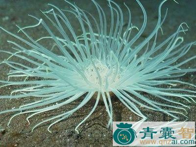 中药材纵条肌海葵图片