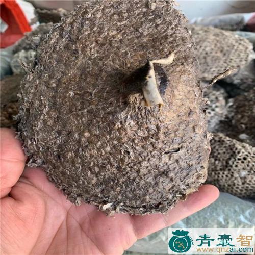 中药材纸蜂房图片
