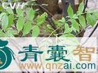 中药材纸钱剑图片