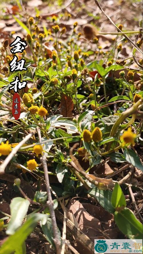 中药材纽扣藤图片
