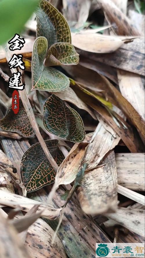 中药材线兰图片