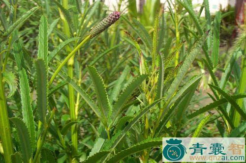 中药材线叶地榆图片
