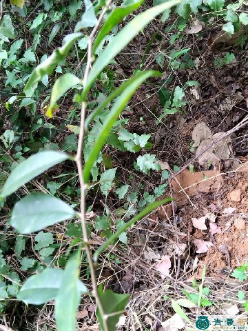 线鸡脚的性状性味归经以及功效用法-青囊智