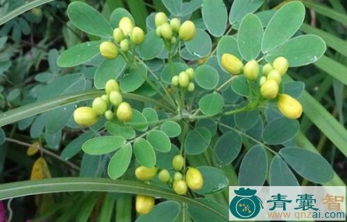 中药材细叶假花生图片