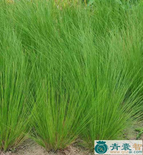 细叶刺针草的性状性味归经以及功效用法-青囊智