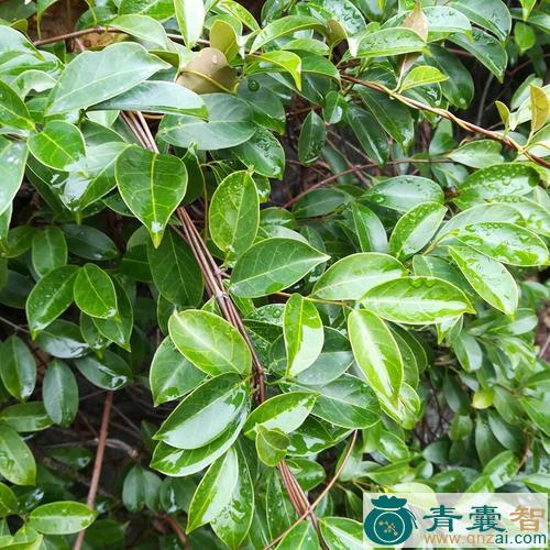 中药材细叶榕藤图片