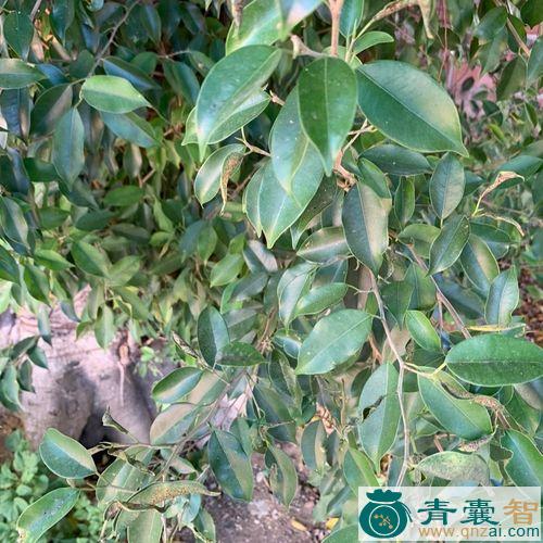 中药材细叶水榕树图片