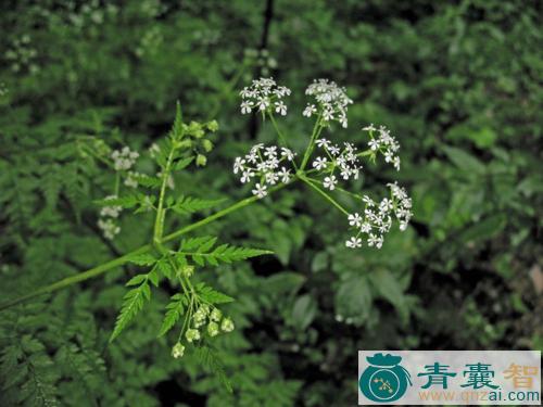 中药材细叶藁本图片