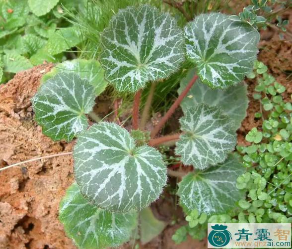 中药材细叶虎耳风图片