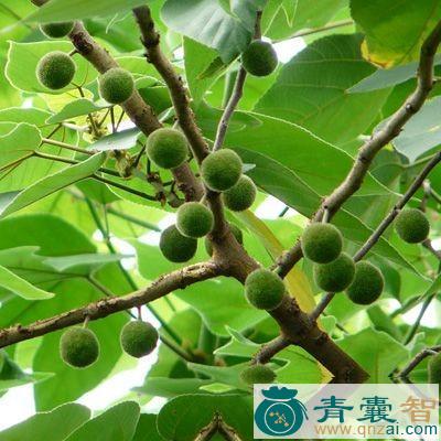 中药材细叶谷木图片
