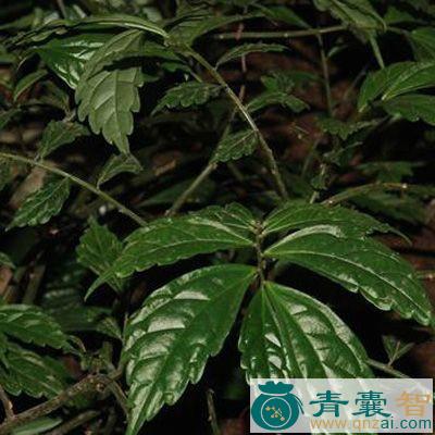 中药材细叶路鸡图片