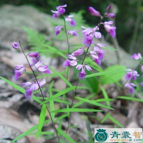 中药材细叶远志图片