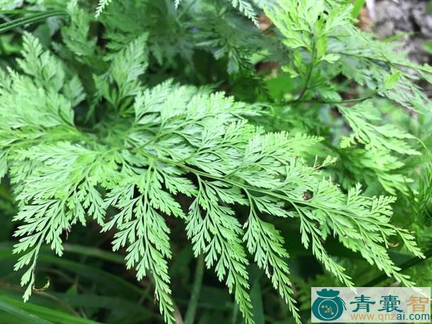 中药材细叶野鸡尾图片