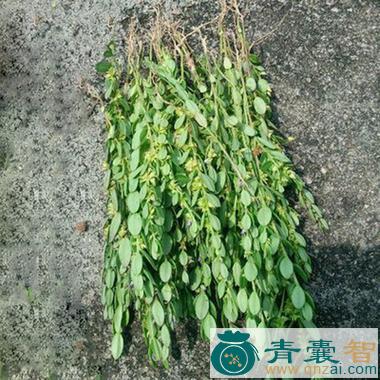 中药材细叶金不换图片