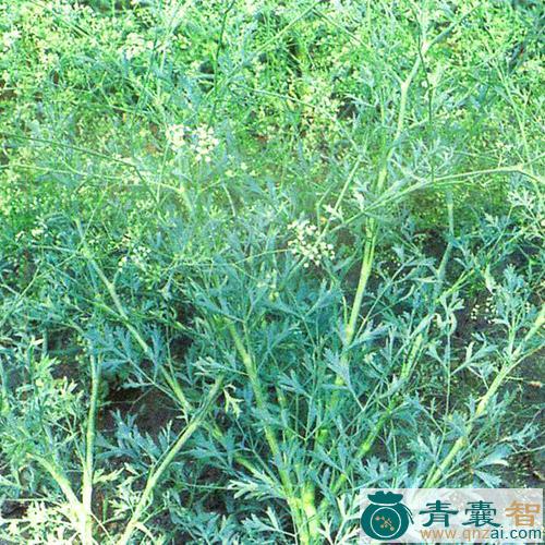 细叶防风的性味归经以及功效用法-青囊智